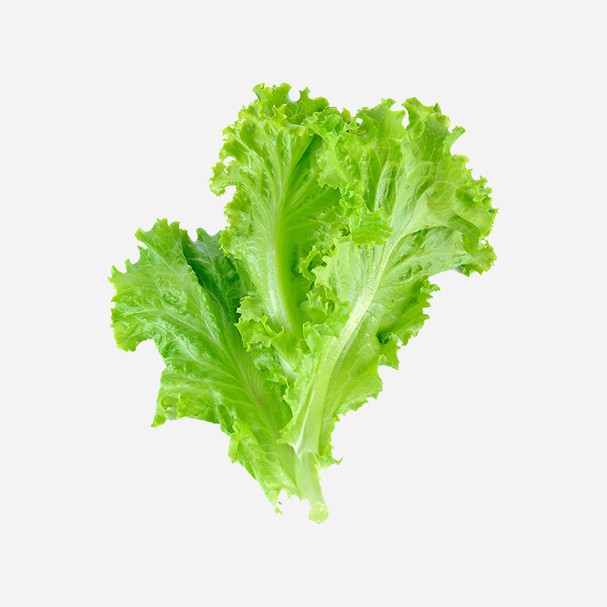 

Selada Romaine Segar 500 gr & 1 kg