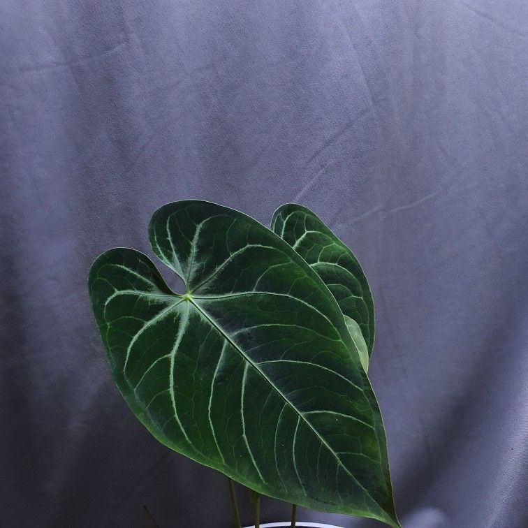 Tanaman Hias Anthurium Black Mamba