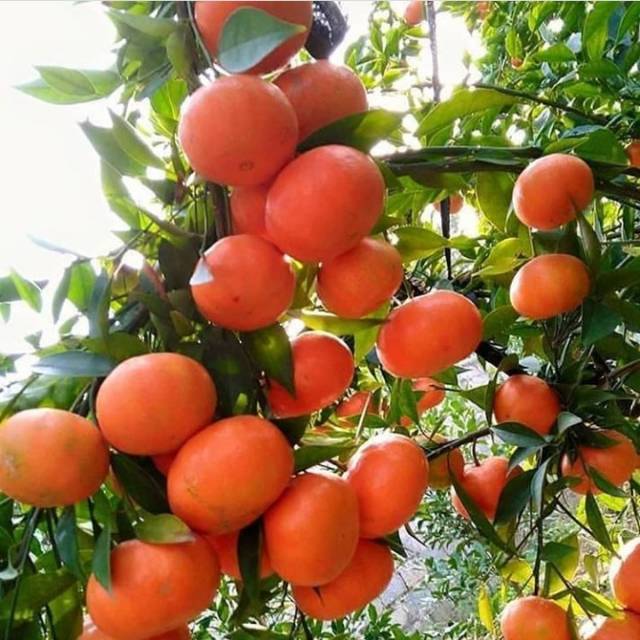 Bibit Santang Madu Valid