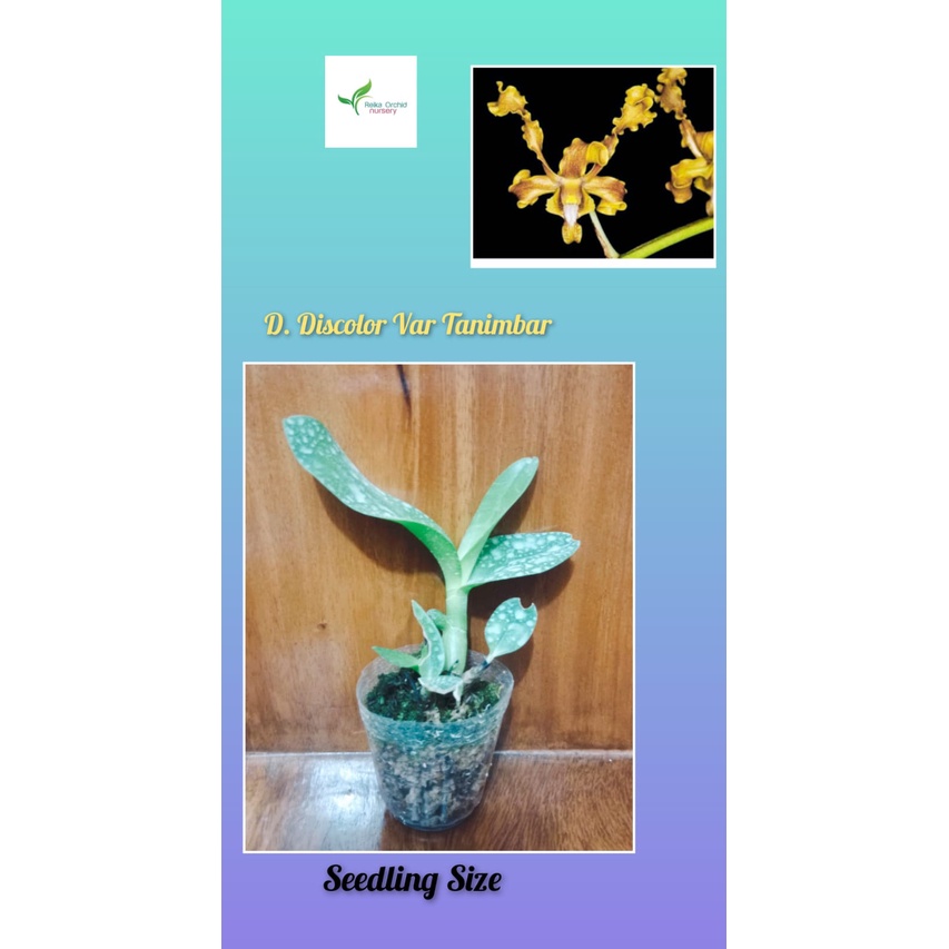 Seedling Anggrek Dendrobium Discolor Var Tanimbar