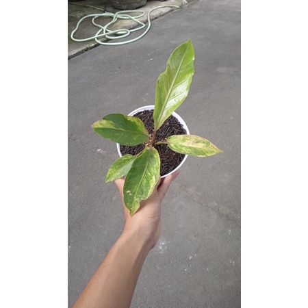 Hokeri Varigata Pink Remaja