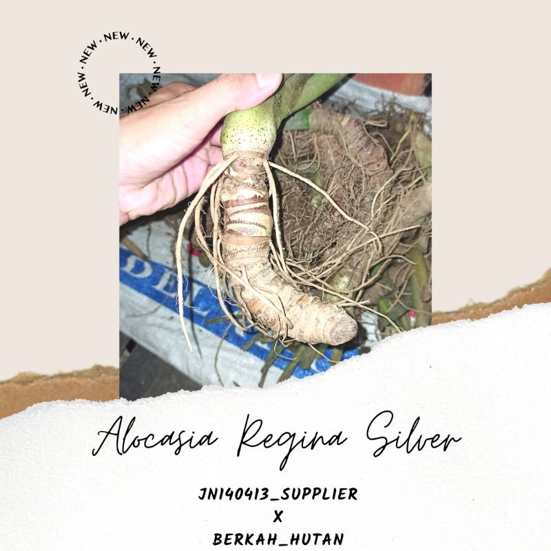 BUY10GET12, Bonggol Utuh/Bibit ALOCASIA REGINA SILVER Reginae