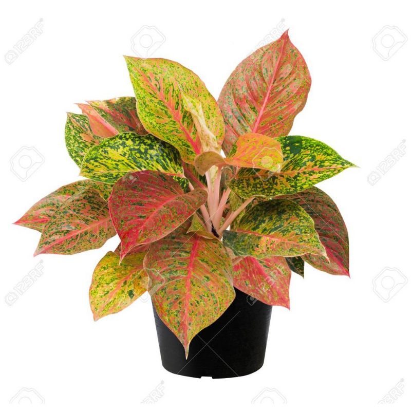 Tanaman hias aglonema bigroy rimbun