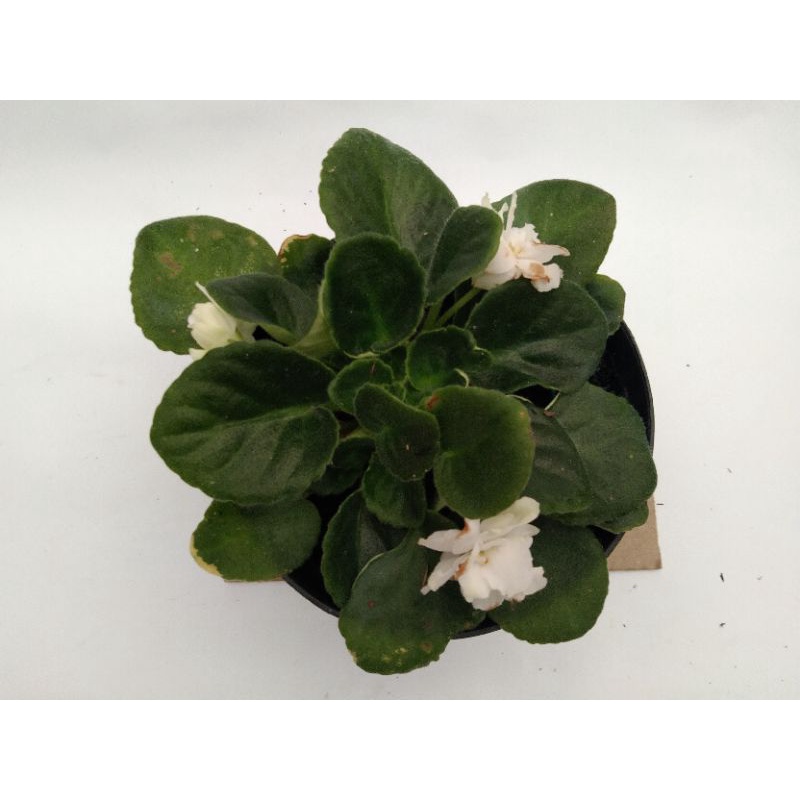 bunga violces bunga putih