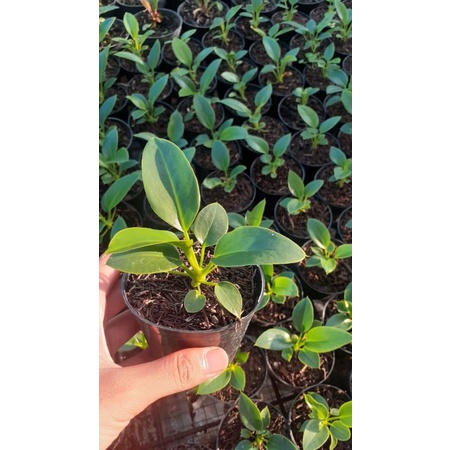 Bibit Anthurium Golok