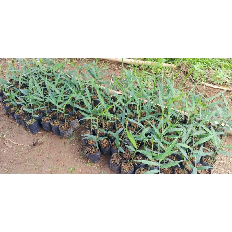 Bibit jahe merah siap tanam