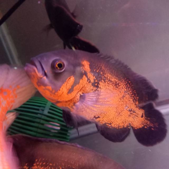 Ikan Oscar paris Good Marking