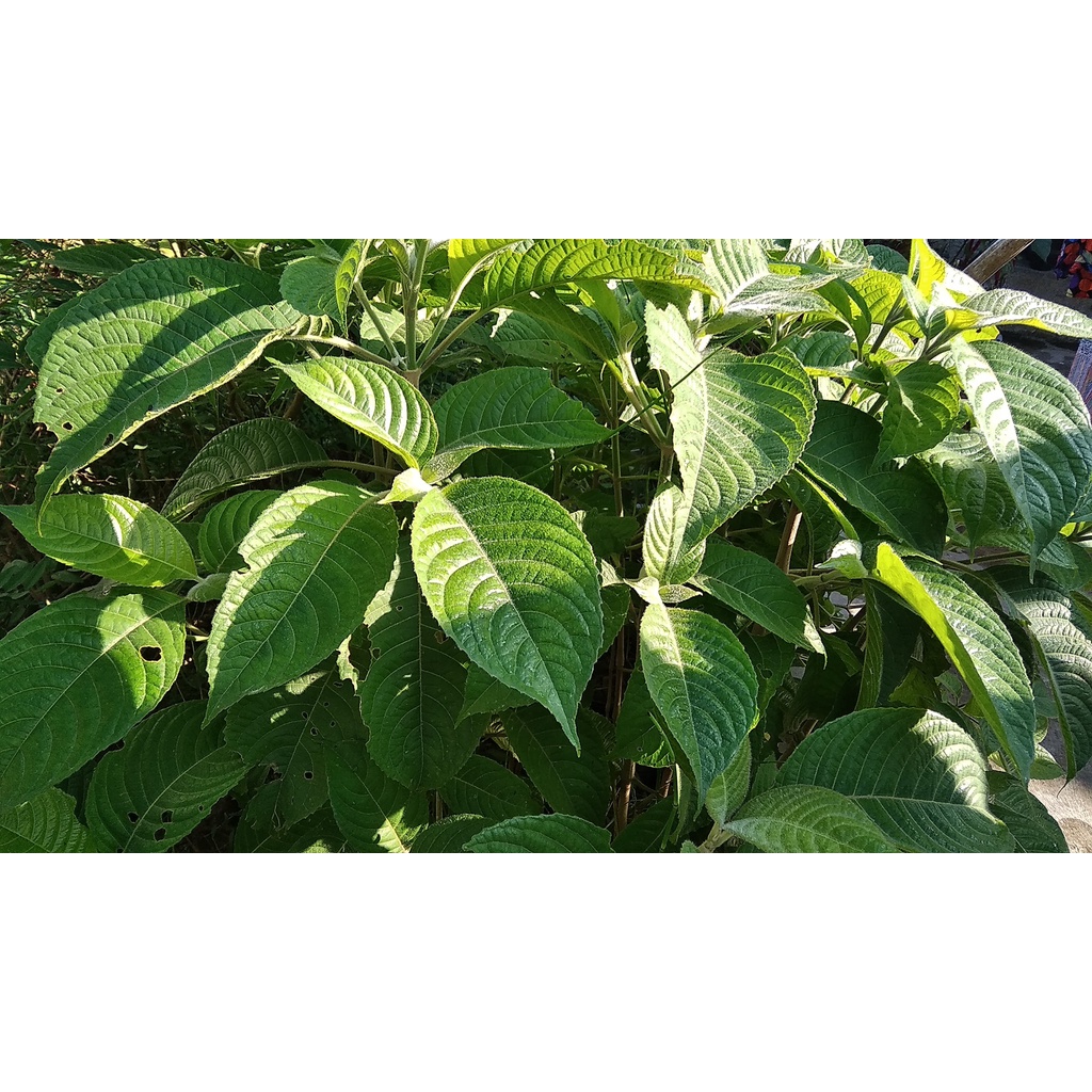 daun trichantera gigantea