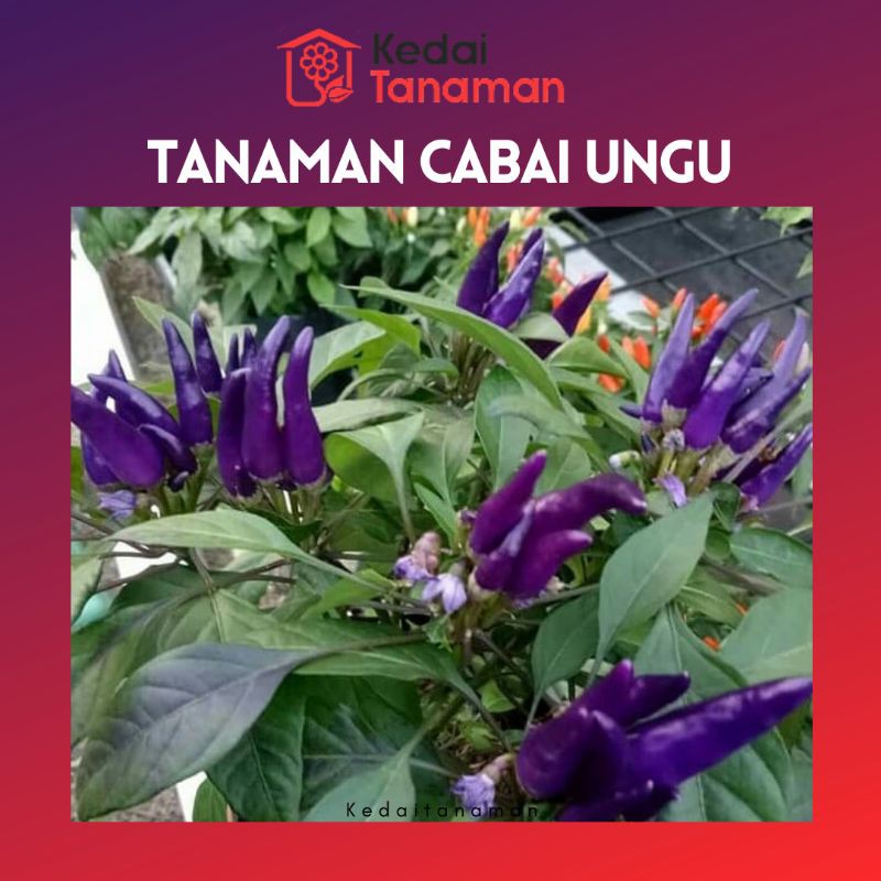 Tanaman Hidup Cabe Ungu Berbuah - Cabe Ungu - Cabe Ungu Berbuah - Bibit Cabe Ungu Berbuah