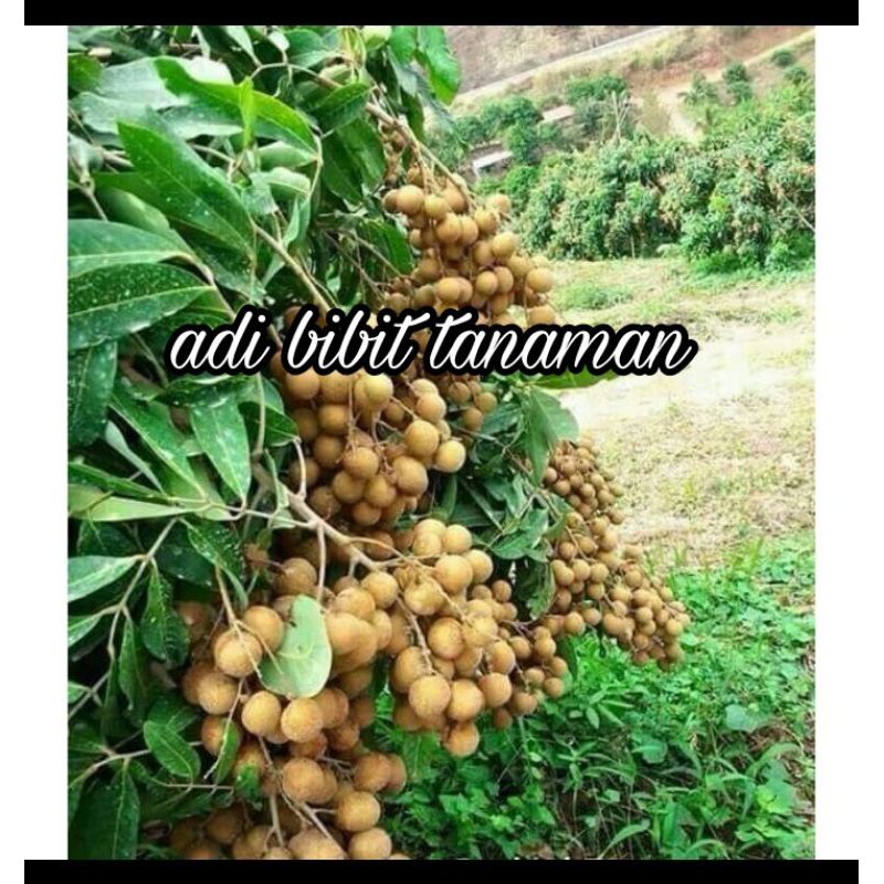 paket 4 bibit kelengkeng new kristal genjah