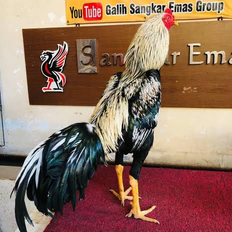 

TELUR AYAM BANGKOK BIRMA FERTIL ASLI UNTUK DITETASKAN