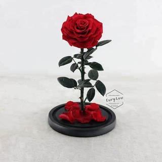 Everlasting Rose Bunga Mawar Abadi / Mawar Asli / Mawar ...