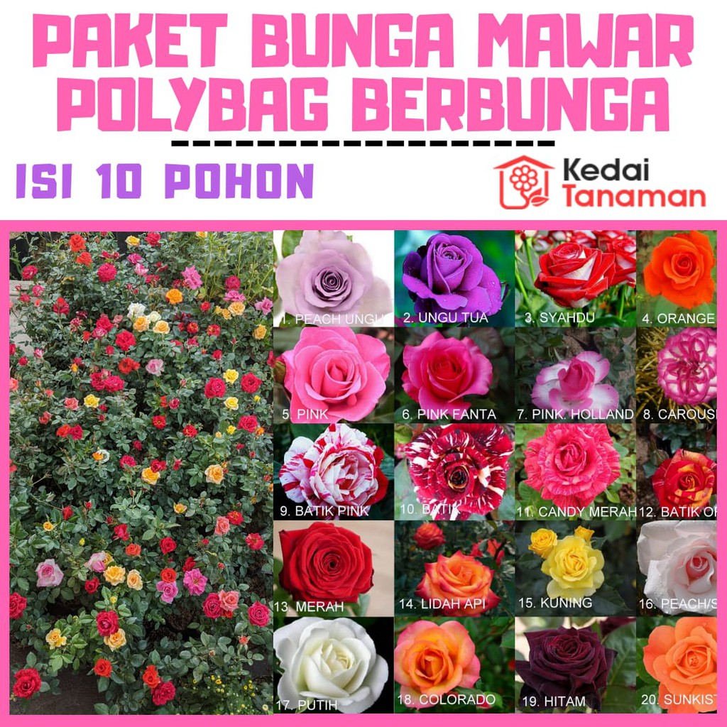 Paket Random Tanaman Bunga Mawar Polybag Isi 10 Pohon Shopee Indonesia