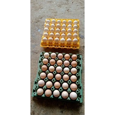 

telur tetas