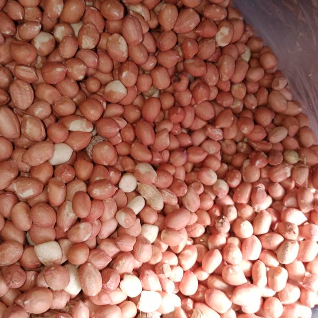 

TERMURAH!!! Kacang Tanah Merah untuk Kacang Telor || Kacang untuk Sambal Pecel