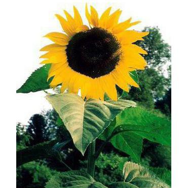 15butir Biji Benih Bunga Matahari Sunflower Single Giant Shopee Indonesia