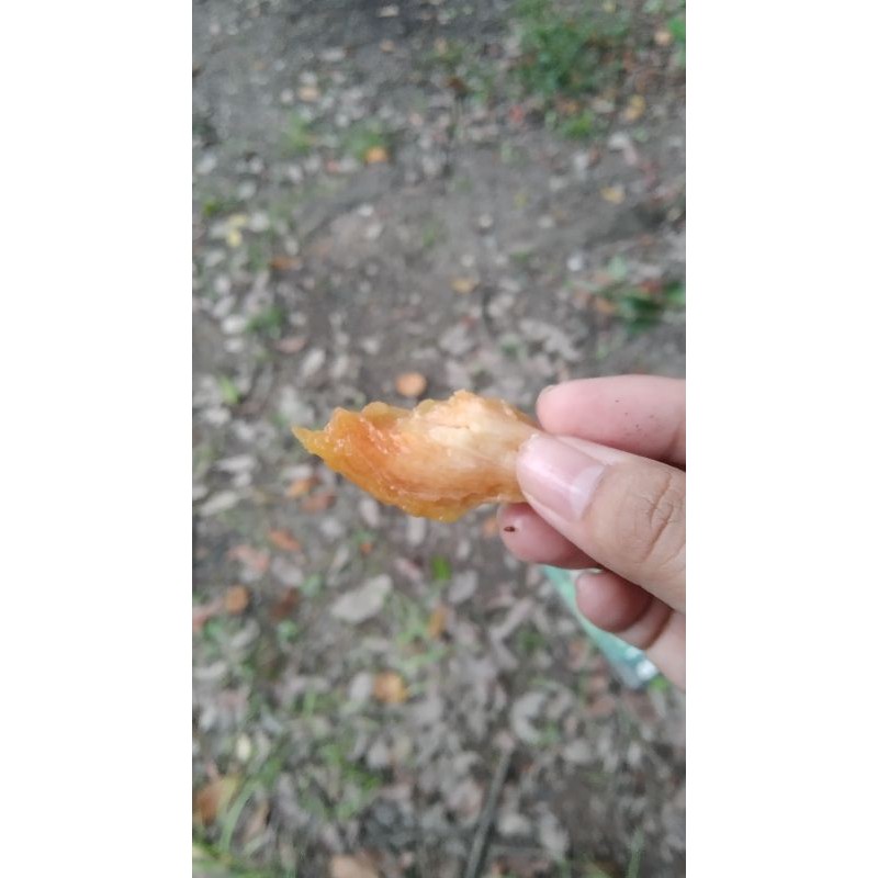 

SAWO KAMPUS/SAWO ENAK/SAWO MANIS