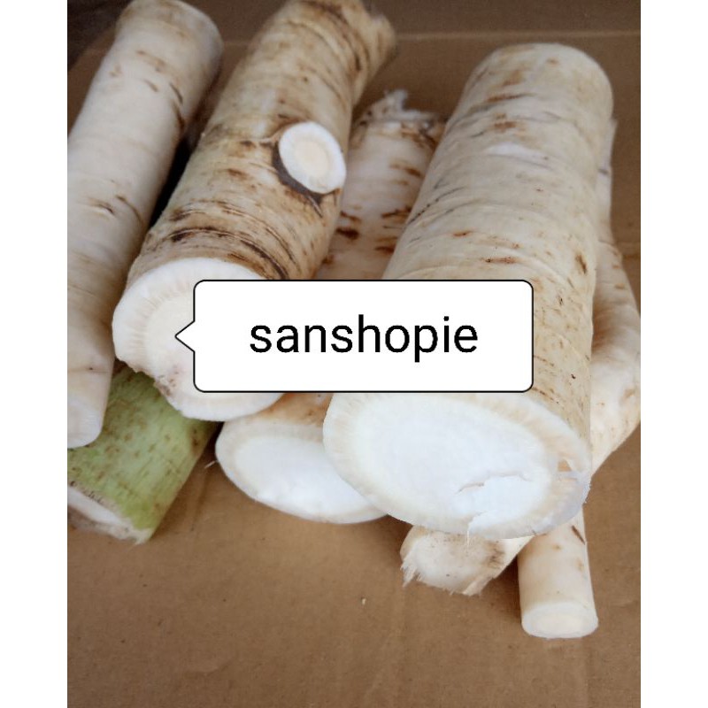 

Akar Pepaya Jantan Segar 500 gram