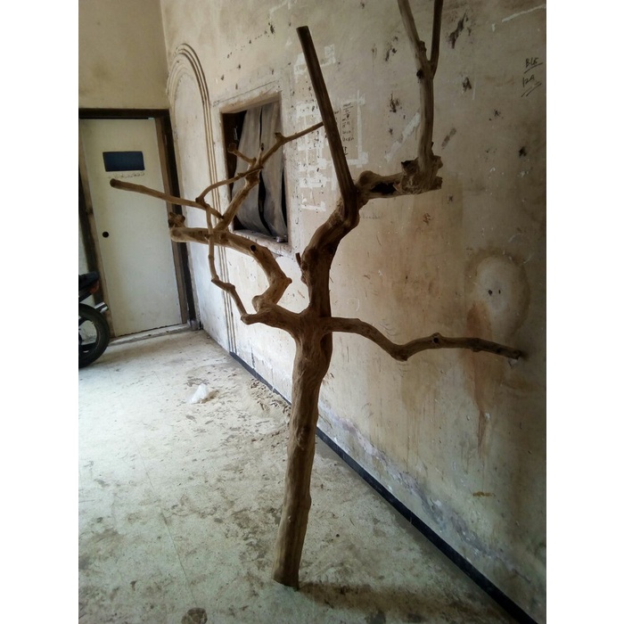 Tangkringan Kayu Kopi Tangkringan Paruh Bengkok Tangkringan Parrot