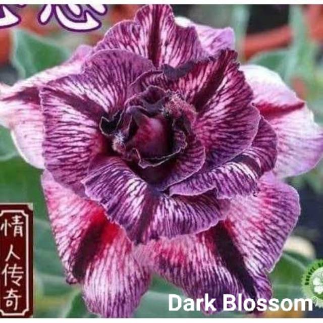 Bibit Bunga Kamboja Adenium Dark Blossom - Tanaman Hias