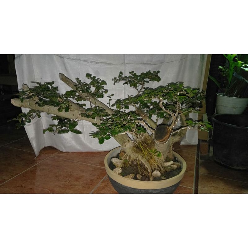 bonsai serut 75% siap dipajang, jaminan berkualitas dan besar