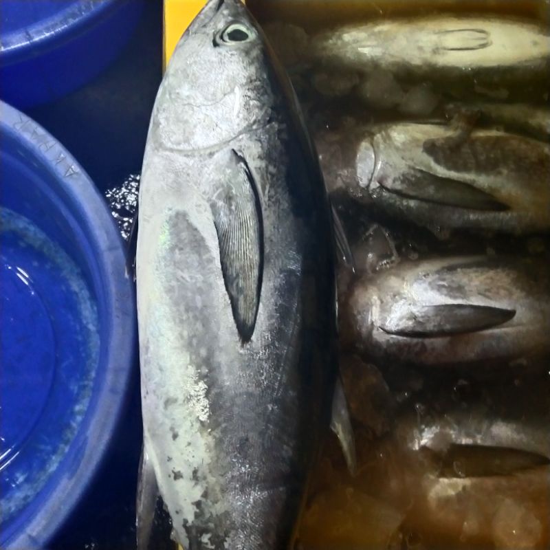 

Ikan tongkol abu(tongkol ayam)