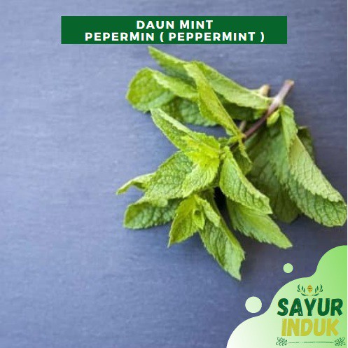 

Sayur Induk - Daun Mint 100 Gram Fresh Grade A Peppermint