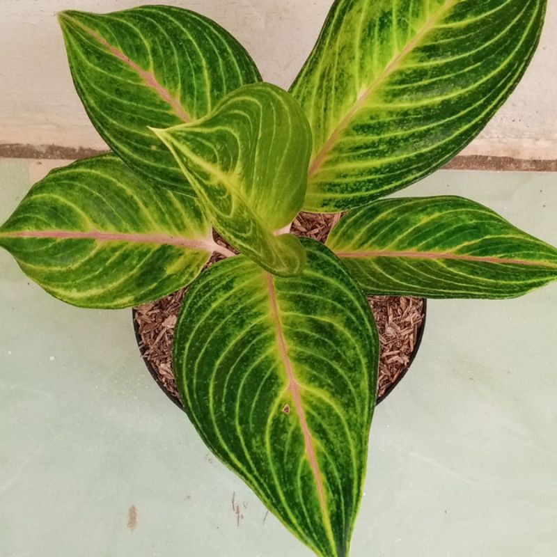 tanaman hias aglonema golden Siam - Aglonema golden siam