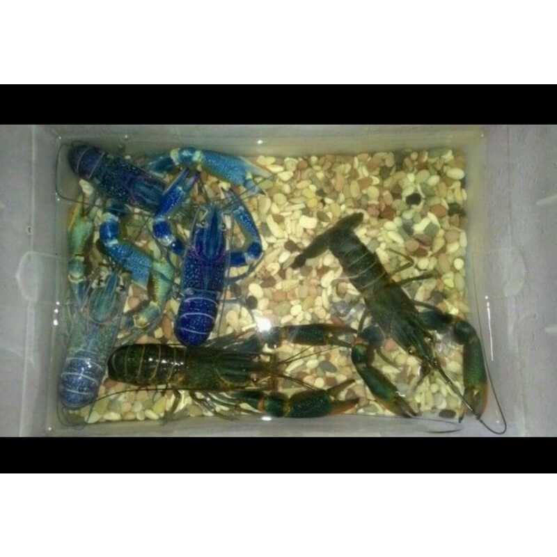 

lobster air tawar konsumsi