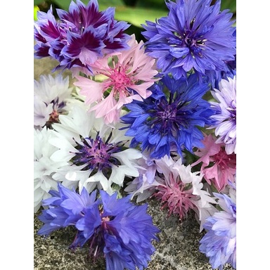 Benih Bibit Biji - Bunga Cornflower Frosty Mix (Centaurea cyanus plena) Flower Seeds - IMPORT