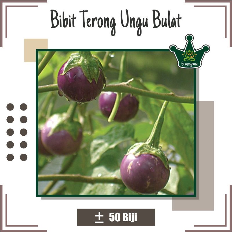 Bibit Sayur Terong Lalap Ungu Bulat Hibrida - Benih Sayuran