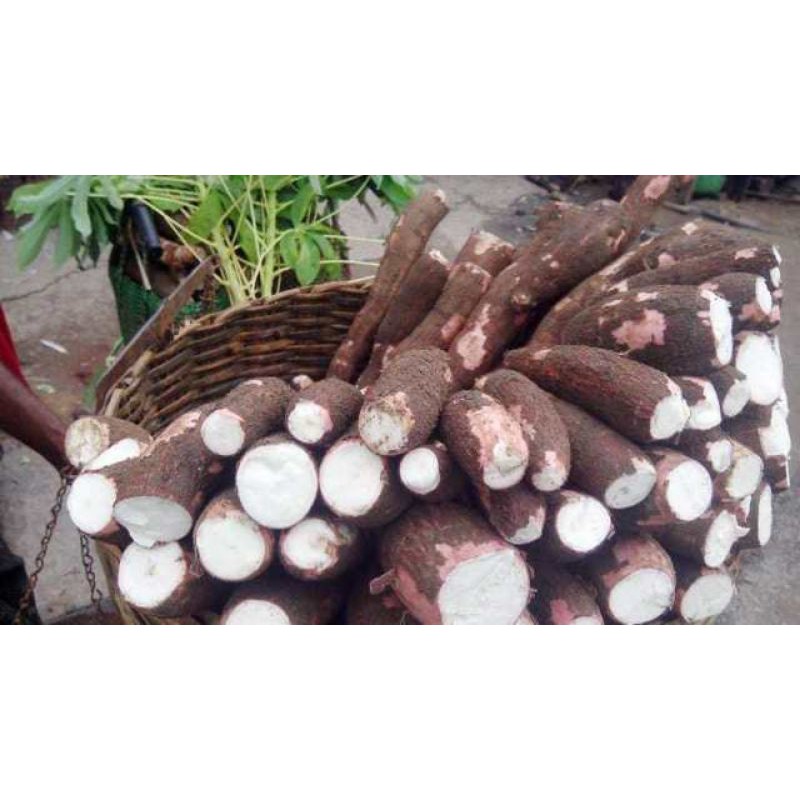 

Singkong merah mentah/singkong empuk fresh