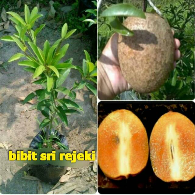 BIBIT SAWO JUMBO CANGKOK