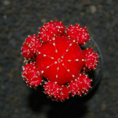 Benih Biji Bunga Antirrhinum Tom Thumb Mixed (very Easy To Grow)