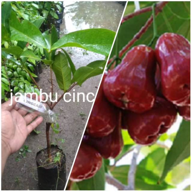 Bibit jambu cincalo