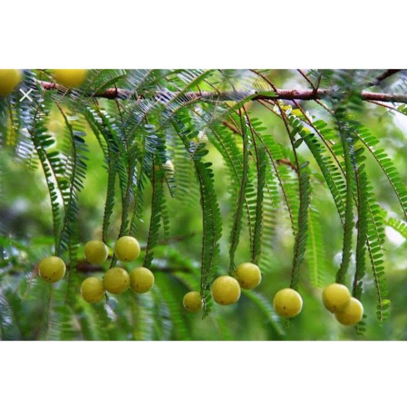 

Daun Malaka/amla 100gr