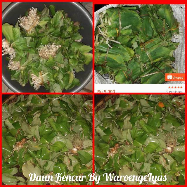 

Daun kencur segar