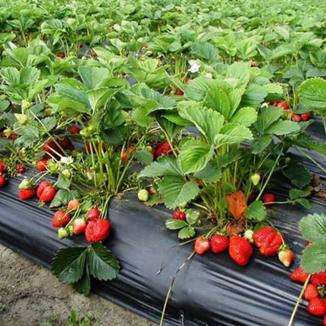 Benih buah strawberry jumbo unggul/benih bibit buah strawberry