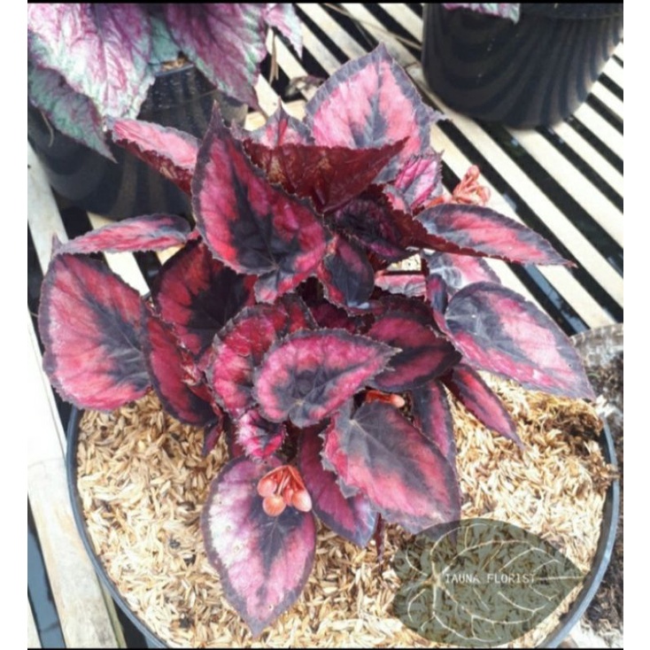 Tanaman Hias Begonia Red Chili