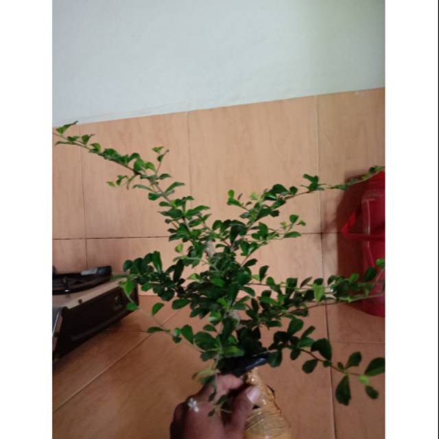 Bahan Bonsai Hokiantea