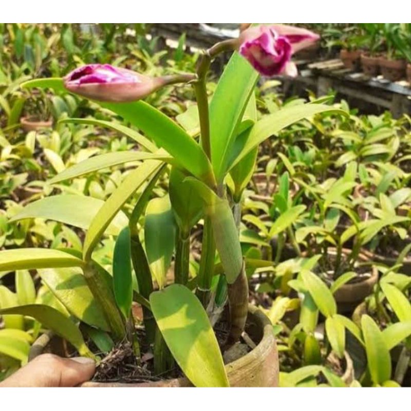 Paket 3 anggrek dendrobium Berbunga