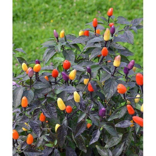 Benih Bibit Biji - Cabai Pelangi Multiwarna Cabe Bolivian Rainbow Pepper