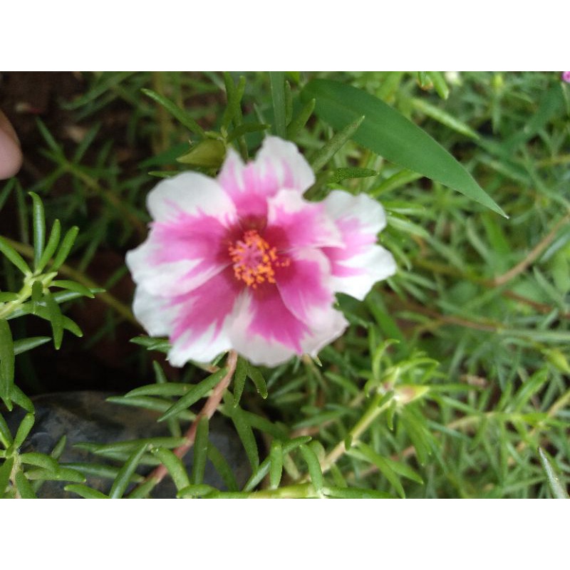 BUNGA KROKOT GIANT IMPORT