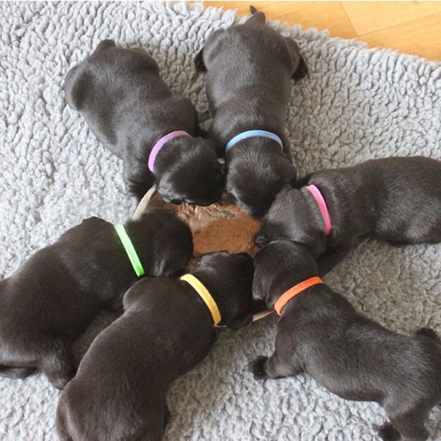 Puppy collar ID