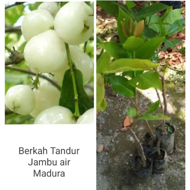 Bibit Jambu Air Madura