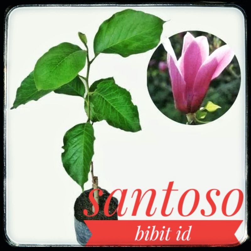 Bibit kantil ungu bibit bunga kantil ungu original bibit kantil ungu okulasi siap berbunga
