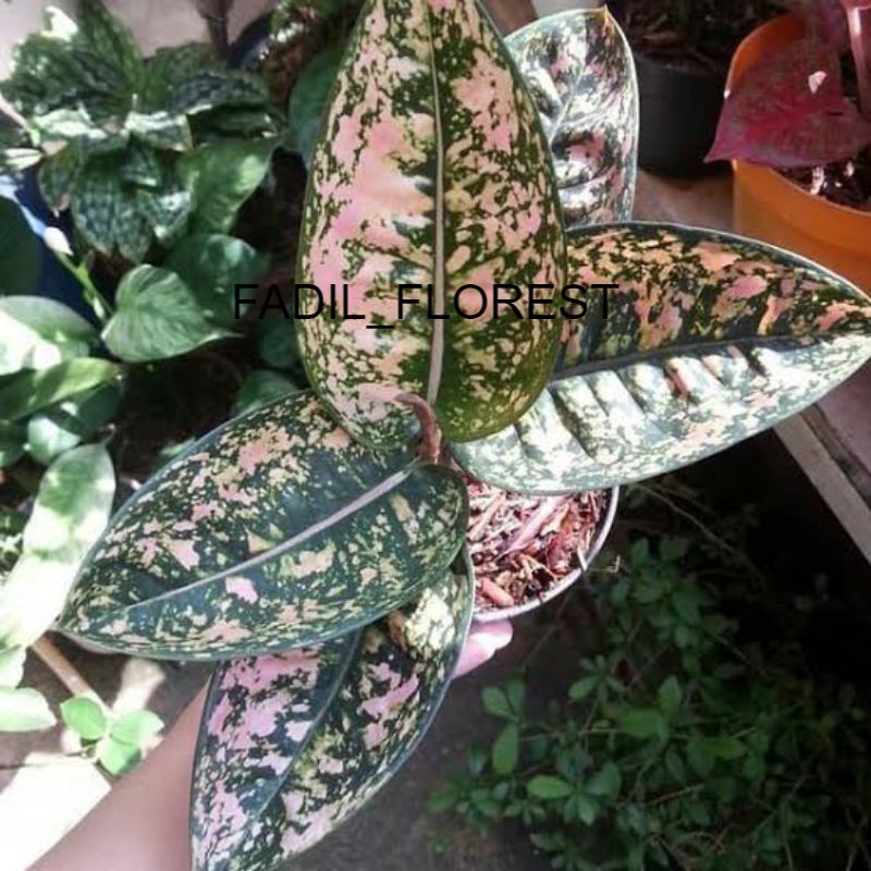 aglonema Ruby compakta(baby) SEED_AGLONEMA