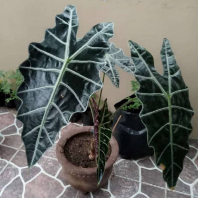 Keladi tengkorak hitam