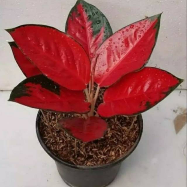 Tanaman hias aglonema suksom Jaipong- aglaonema suksom