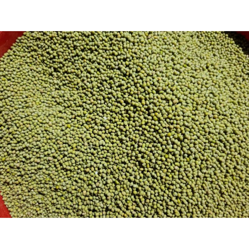 KACANG HIJAU BIRMA 88 IMPORT DARI AFRIKA 25KG